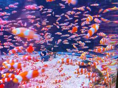-海合安成都极地海洋公园