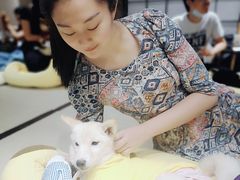 -逗柴咖啡屋·狗咖猫咖宠物桌游