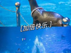 -烟台海昌鲸鲨海洋公园
