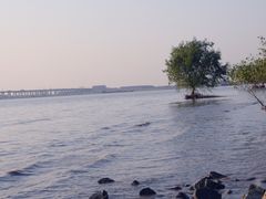 -宝安西湾红树林湿地公园