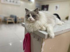 -鼓捣猫呢主题猫咖店