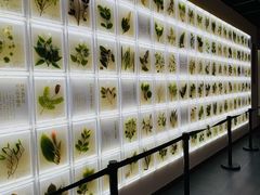 -广东中医药博物馆