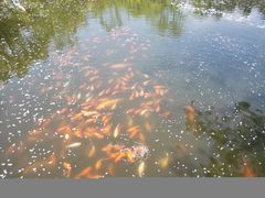 -西湖外事游船(花港观鱼码头)