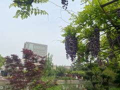 -嘉定紫藤园