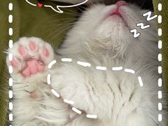 -momokira米努特·德文卷毛猫·棉花面纱犬