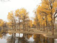 -金塔沙漠胡杨林景区