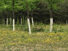 -永定河休闲森林公园