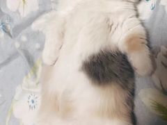 -欣宠猫屋·矮脚拿破仑·蓝金金渐层