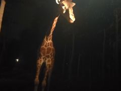-清迈夜间动物园
