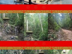 -西双版纳原始森林公园