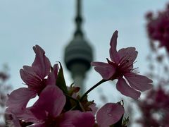 -龟山风景区-龟山电视塔