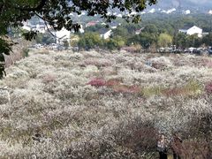 -香雪海