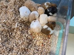 -怪兽屋·羊驼·猫咖·狗咖(俊华广场店)