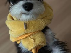 -翊宠yipet猫狗购宠庄园犬舍•猫舍