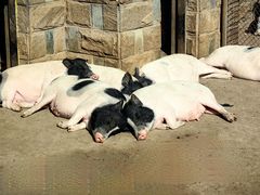 -石家庄市动物园