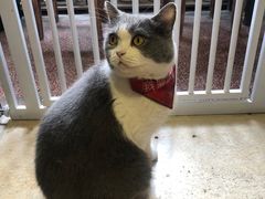 -猫色咖啡·猫咖