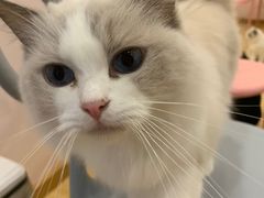 -猫咪派对(江南西店)