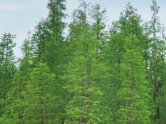 -白鹭湾湿地公园