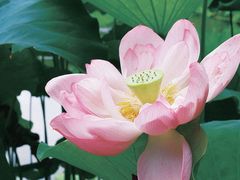 -陈家山荷花公园