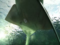 -瑞普利水族馆