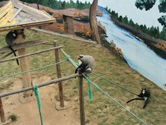 -西霞口神雕山野生动物世界