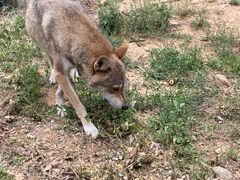 -大连森林动物园