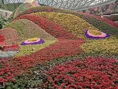 -花之城