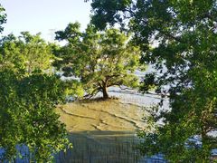 -宝安西湾红树林湿地公园