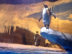 -海合安成都极地海洋公园