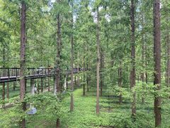 -黄海国家森林公园