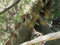 -木兰云雾山