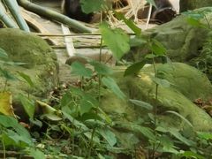 -都江堰中华大熊猫苑
