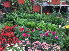 -金陵花卉交易市场