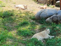 -泉州海丝野生动物世界
