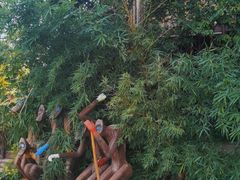 -呀路古热带植物园