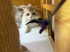-十月米努特矮脚猫舍