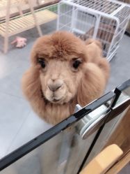 -Moni星球萌宠·小马宝莉·灵蛇·高端高阶全萌宠互动体验俱乐部(红豆国际广场店)