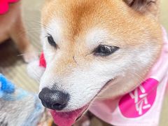 -逗柴咖啡屋·狗咖猫咖宠物桌游