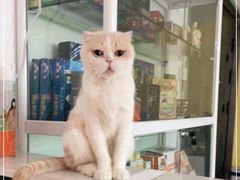 -Bastet sally猫舍购宠(静安店)