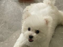 -多乐狗狗宠物训练工作室