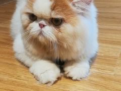 -啵啵喵·猫咖(攀华国际店)