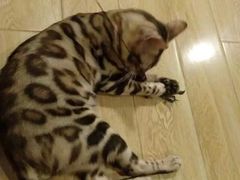 -Cappucimeow猫咪咖啡馆(韦伯时代店)