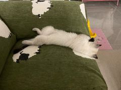 -瑞鹏宠物医院·夜间急症·心超·猫科(祖庙分店)