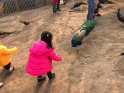 -萌宠亲子动物乐园(槐房万达店)