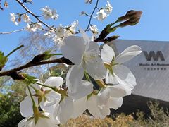 -武汉大学-樱园