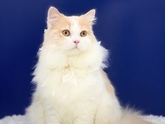 -爱洗澡的猫(天河路店)
