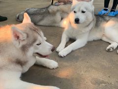 -TrueLove @ Neverland (Husky Cafe)