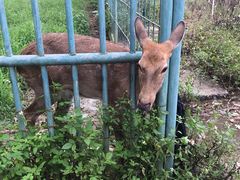 -广西壮族自治区药用植物园