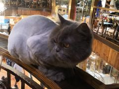 -more than meow吴止猫主题餐厅(承德 中船汇店)