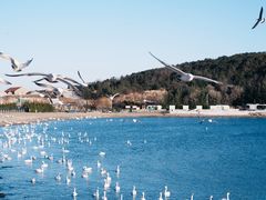 -烟墩角天鹅湖